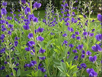 Baptisa Tincture