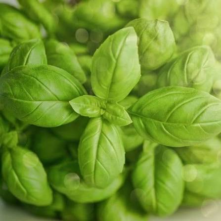 Basil - Organic Sweet