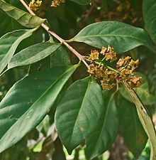 Bay Leaf - Elixir Tincture