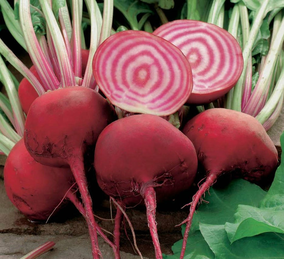 Beetroot - Chioggia