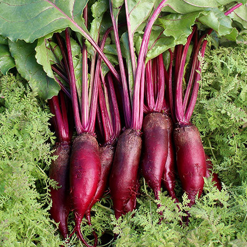 Beetroot - Cylindria