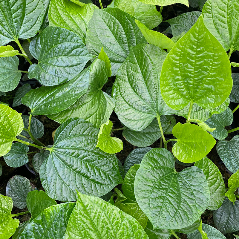 Betel Leaf Herbal Remedy