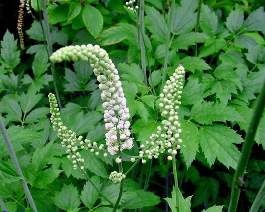 Black Cohosh Herbal Remedy