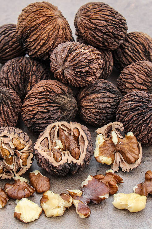 Black Walnut - Elixir – Oak Tree Herbal Clinic