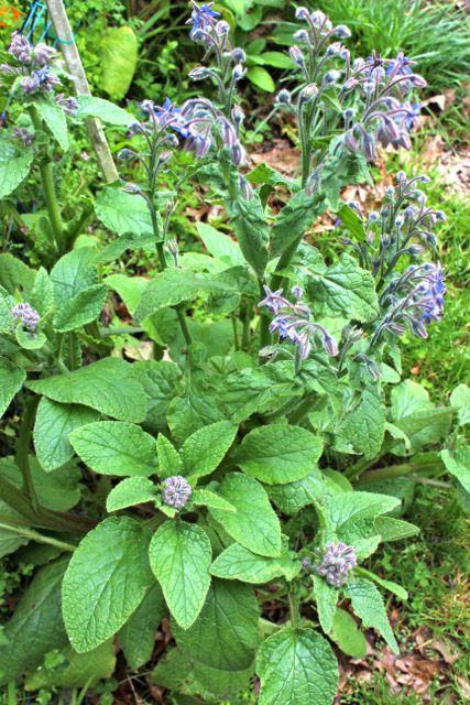 Borage Herbal Remedy