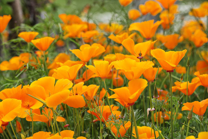 Californian Poppy - Certified Organic
