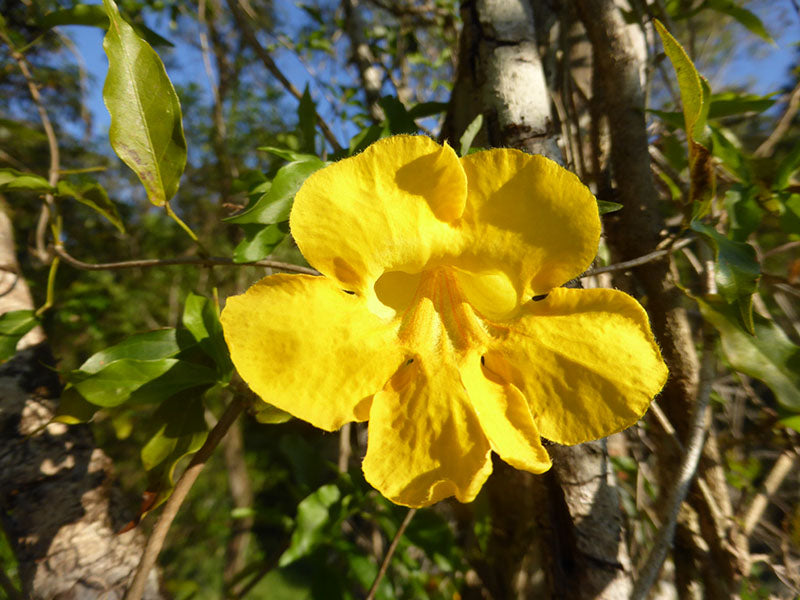 Elixir Tree Fibromyalgia Elixir – Oak Tree Herbal Clinic