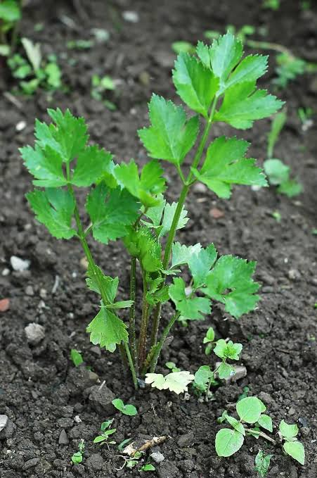Celery - Organic Tall Utah