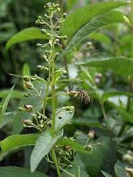 Chinese Figwort Herbal Remedy