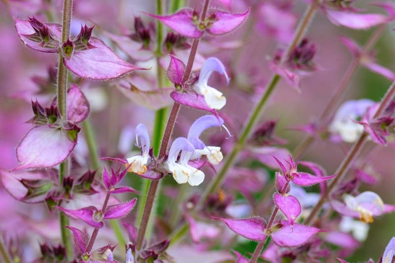 Spiced Romance Massage oil