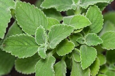 Coleus Leaf Herbal Remedy