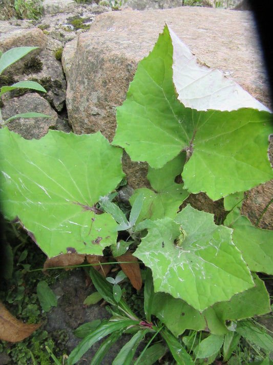 Coltsfoot Herbal Remedy