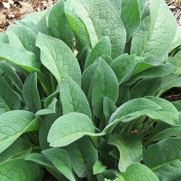 Comfrey Salve for Calluses