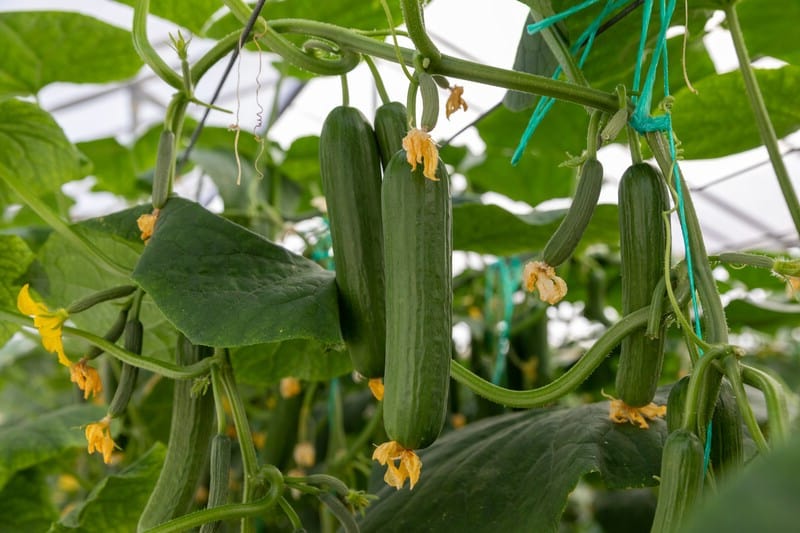 Cucumber - Organic Lebanese