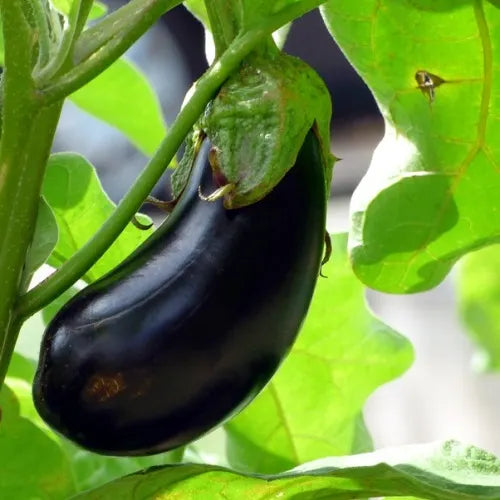 Eggplant - Black Beauty