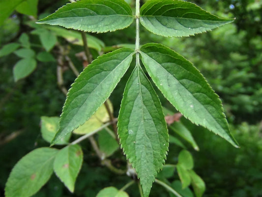 Elder Leaf