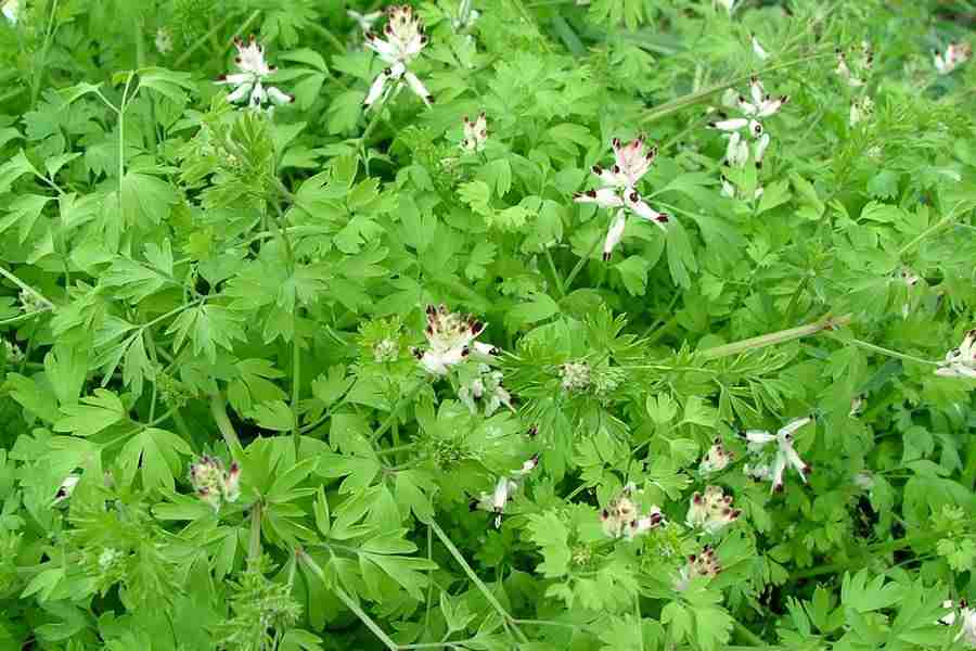 Fumitory Herbal Remedy