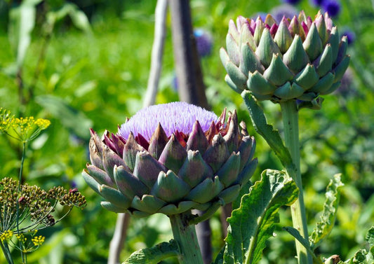 CholeEase: Raise Cholesterol Elixir