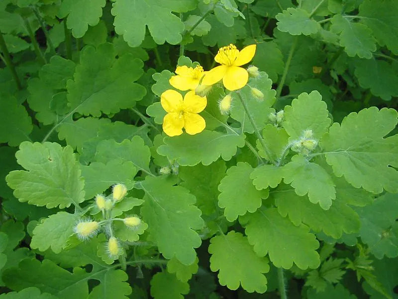 Greater Celandine Elixir