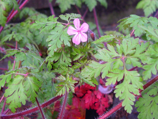 Herb Robert Herbal Remedy
