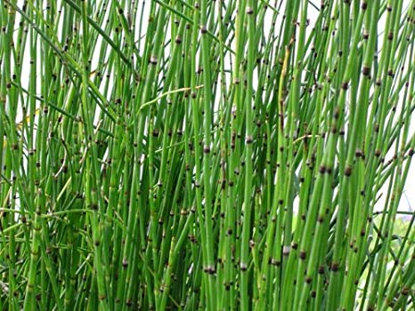 Horsetail Elixir