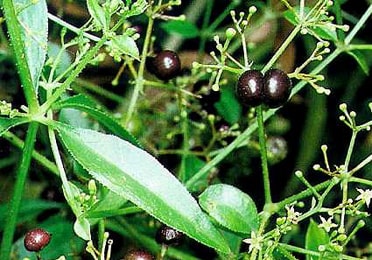 Indian Madder Herbal Remedy