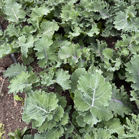 Kale - Siberian