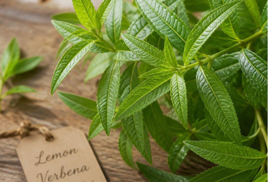 Lemon Verbena Loose Tea - Organic