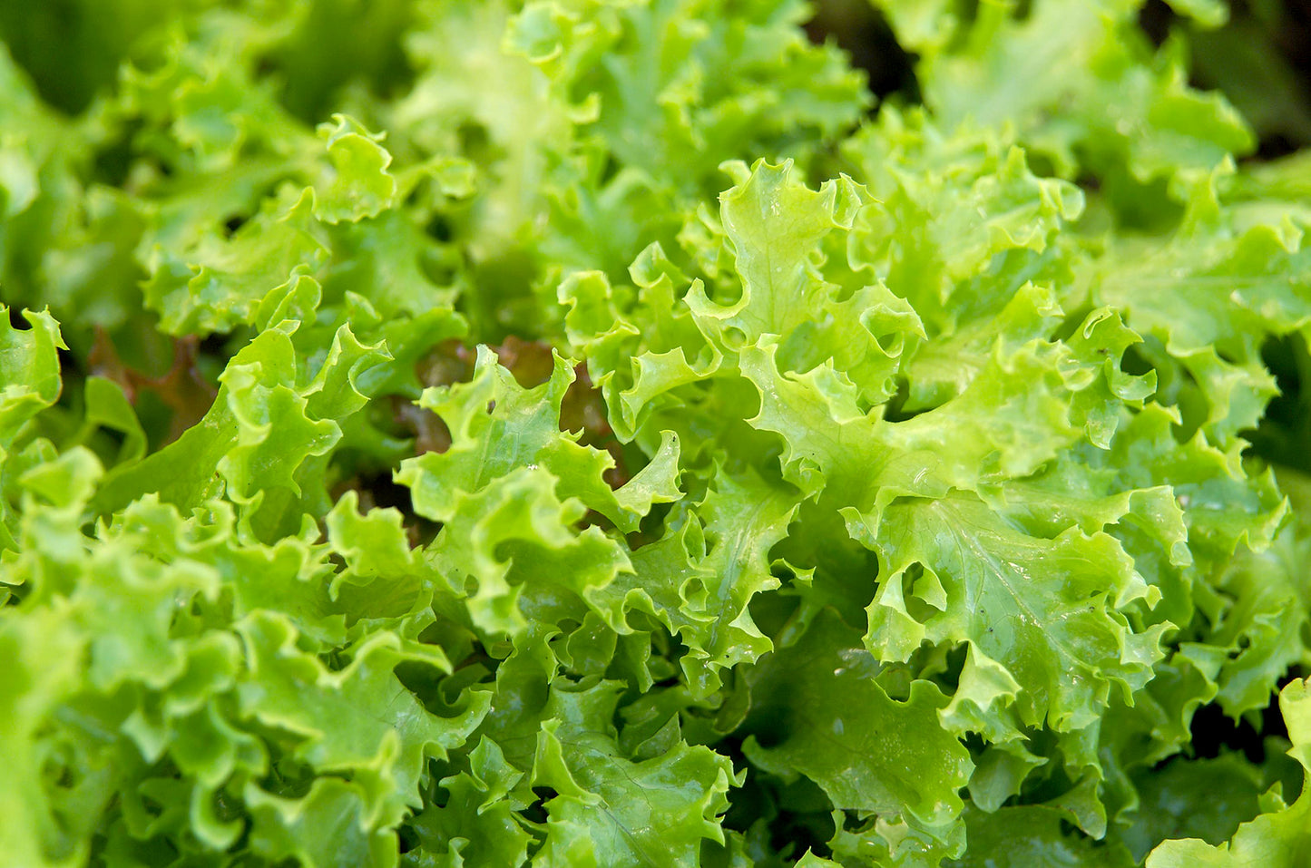 Lettuce - Salad Bowl Green