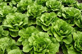 Lettuce - Buttercrunch