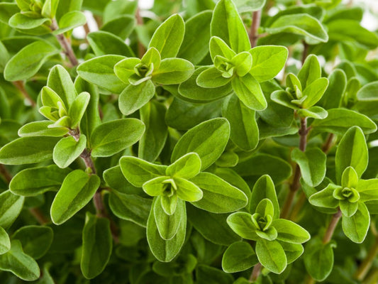 Marjoram Herbal Remedy