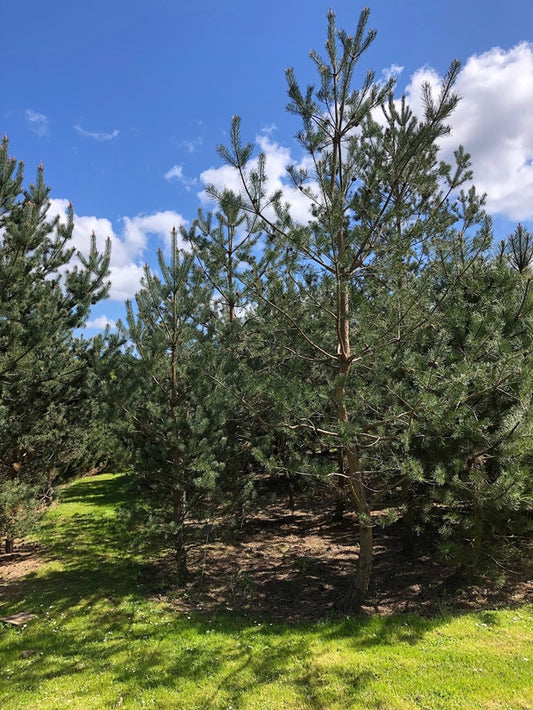 Maritime Pine