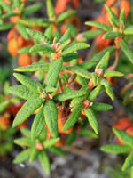 Marsh Labarator Herbal Remedy
