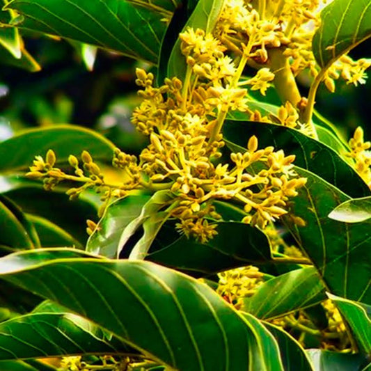 Muira Puama Herbal Remedy
