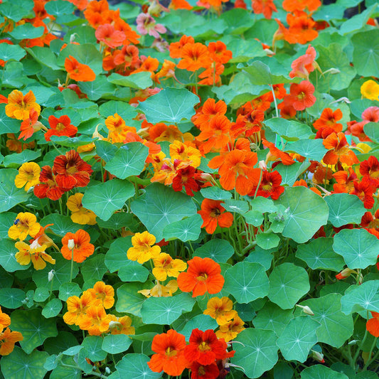 Nasturtium Herbal Remedy