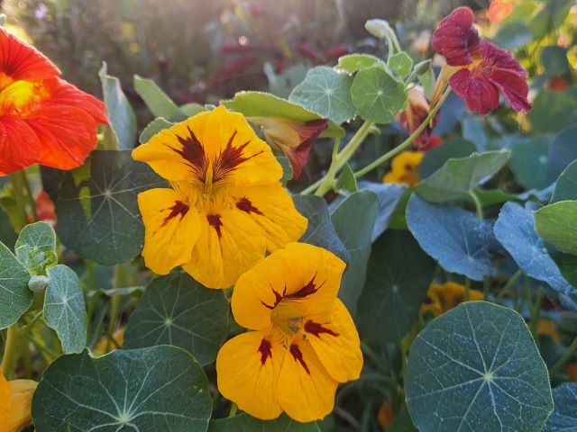Nasturtium Herbal Remedy