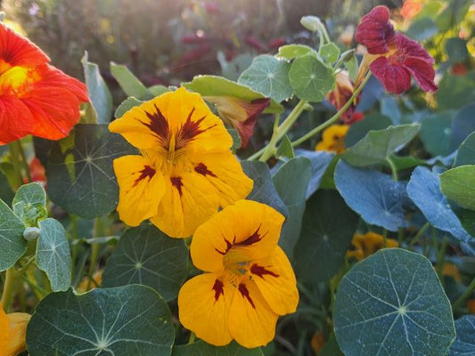Nasturtium Herbal Remedy