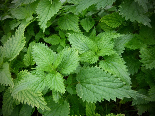 Whooping Cough Elixir