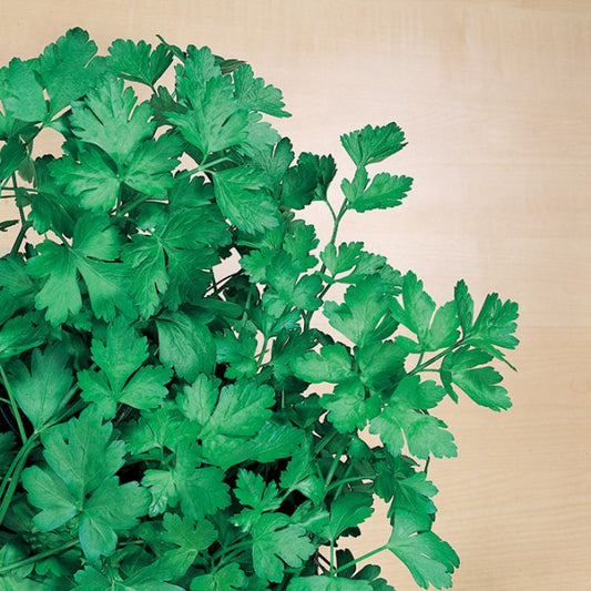 Parsley - Organic Italian