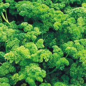 Parsley - Organic Triple Curl