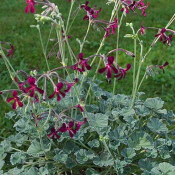 Pelargonium Elixir