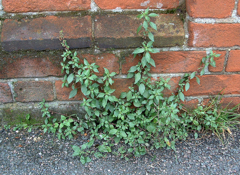 Pellitory of the Wall Herbal Remedy