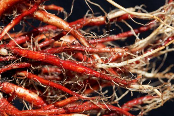 Red Sage Elixir