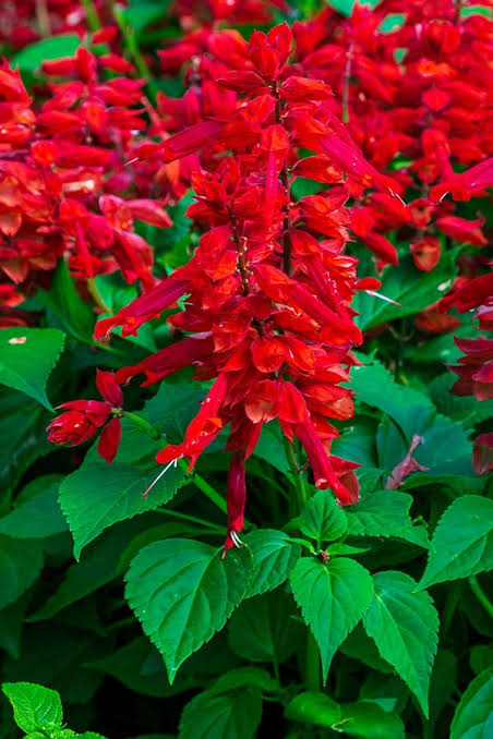 Red Sage Elixir