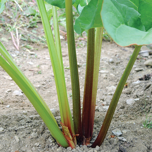 Rhubarb - Victoria