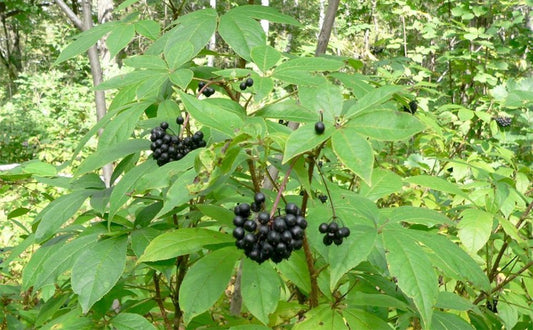 Siberian Ginseng Herbal Remedy