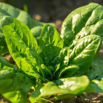 Spinach - Amsterdam Giant