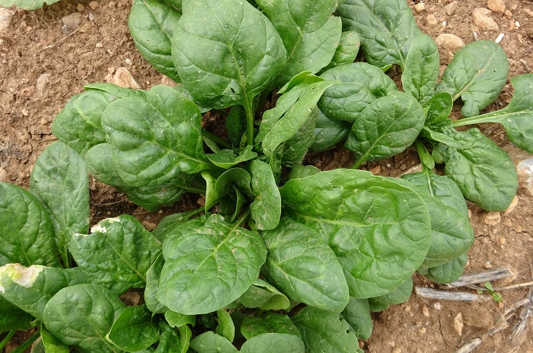 Spinach - Organic English