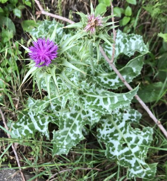 St. Mary's Herbal Remedy