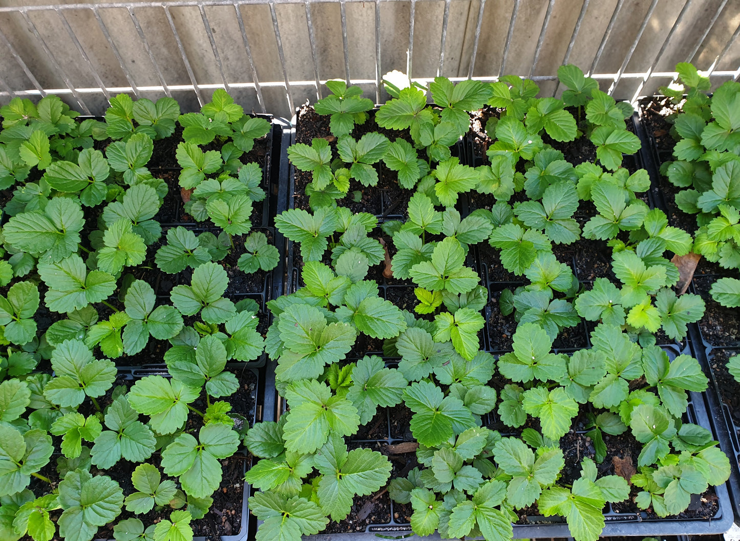 Strawberry Punnets - Organic